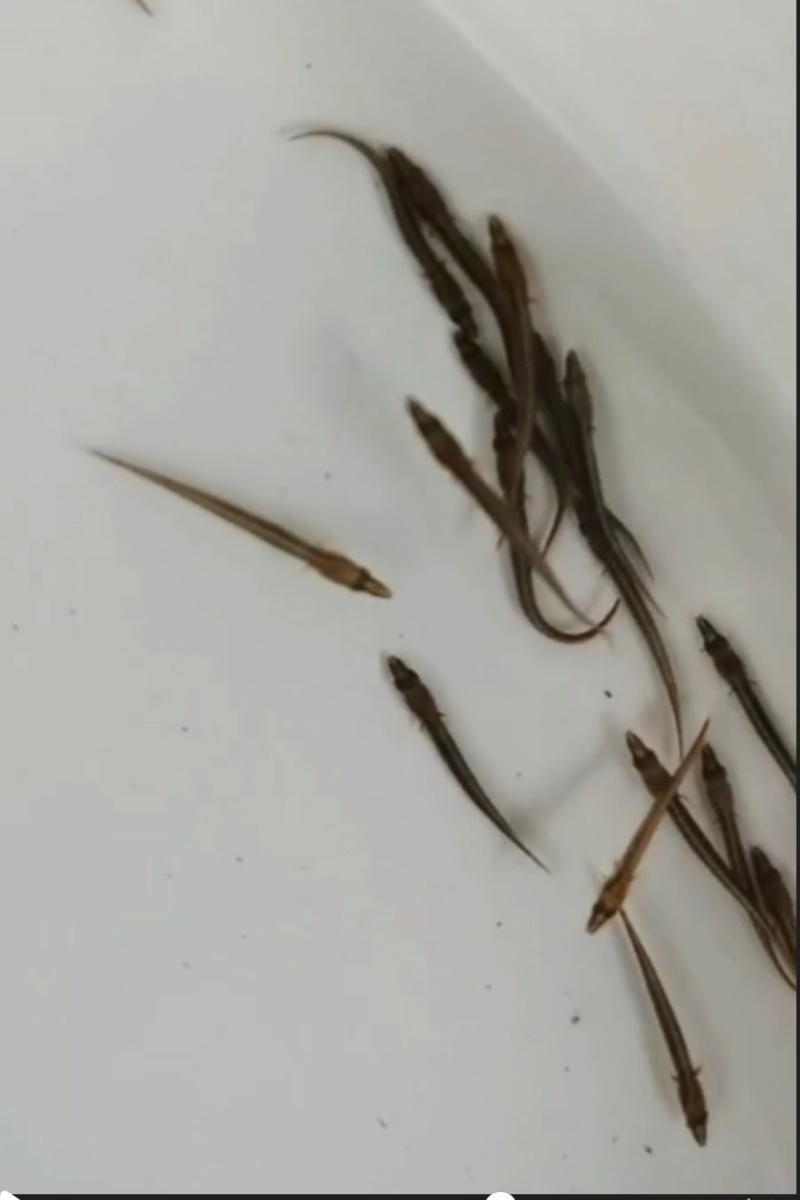 中华刺鳅鱼苗刀鳅石锥食性凶猛已驯化好筛好发货