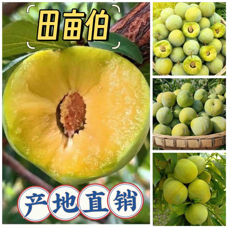 一件代发-抖音-淘宝-拼多多-蜂糖李各大平台欢迎合作