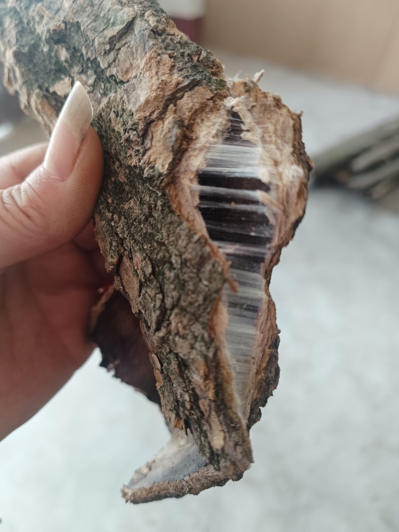 杜仲皮厚的薄的炒的多种规格一手货源保证质量