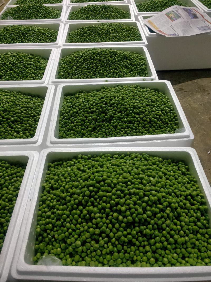 长寿仁豌豆粒