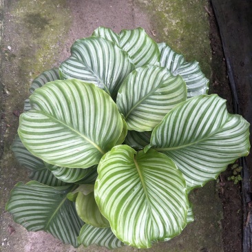 青苹果竹芋基地直发量大可优惠