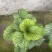 青苹果竹芋基地直发量大可优惠