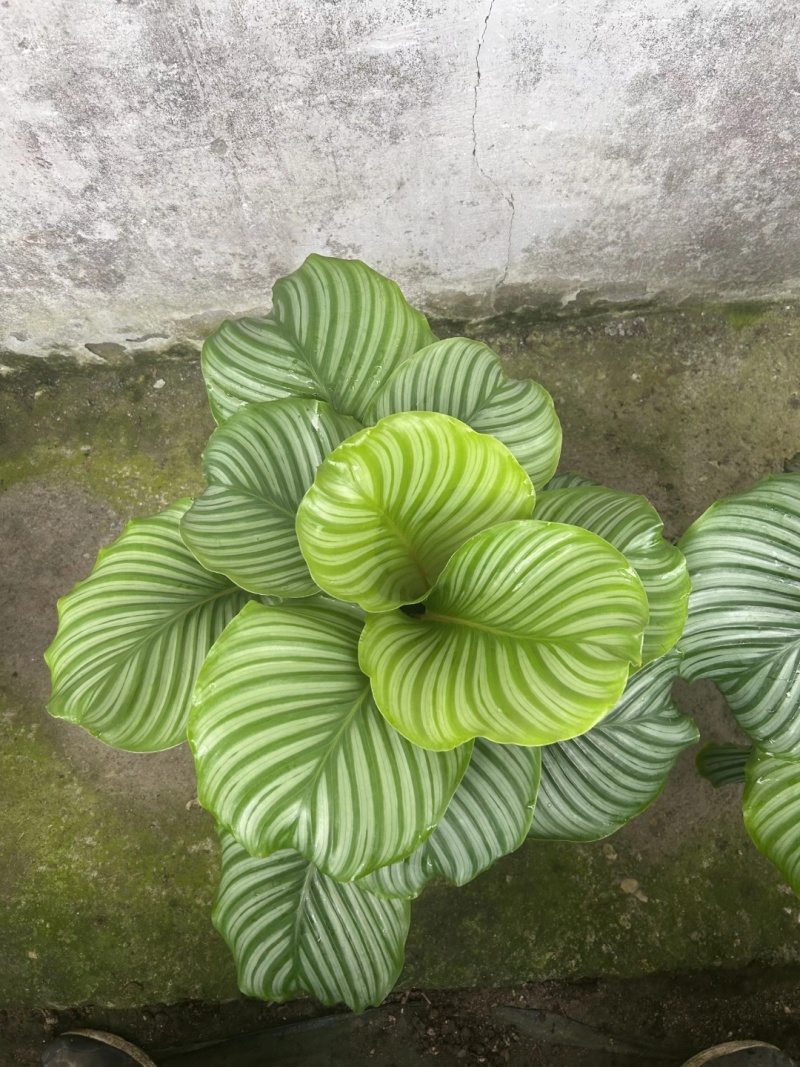 青苹果竹芋基地直发量大可优惠
