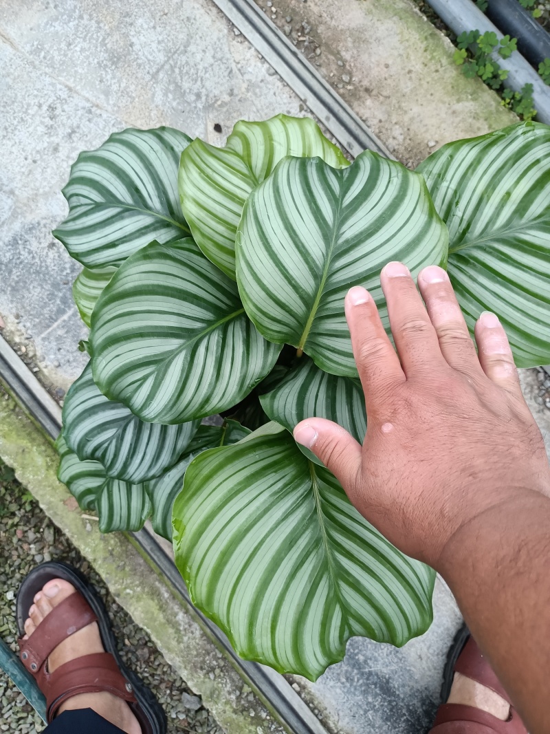 青苹果竹芋基地直发量大可优惠