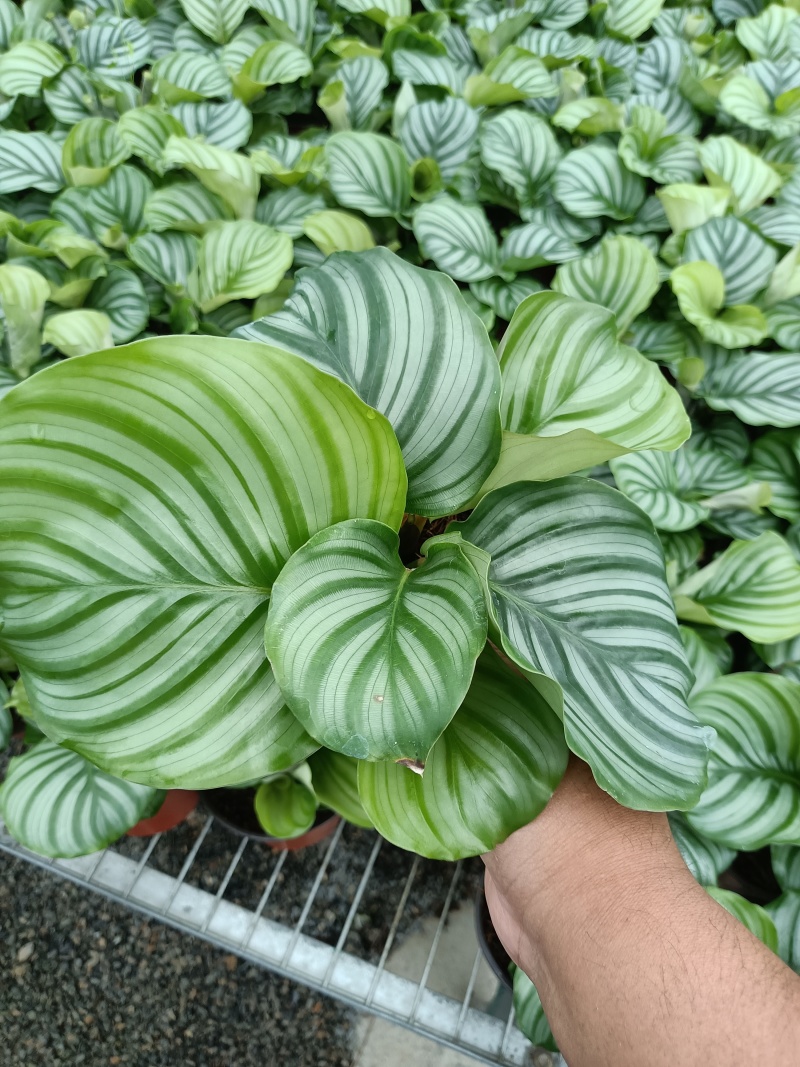 青苹果竹芋基地直发量大可优惠