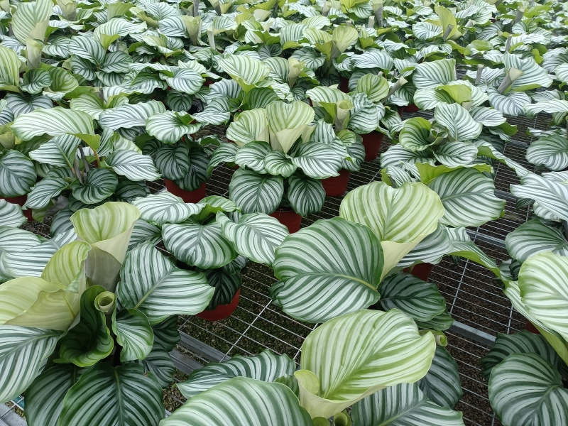 青苹果竹芋基地直发量大可优惠