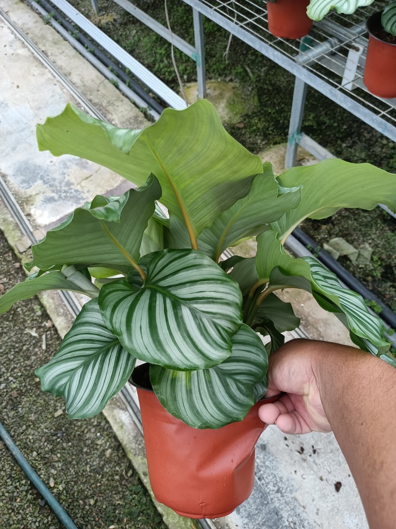 青苹果竹芋基地直发量大可优惠