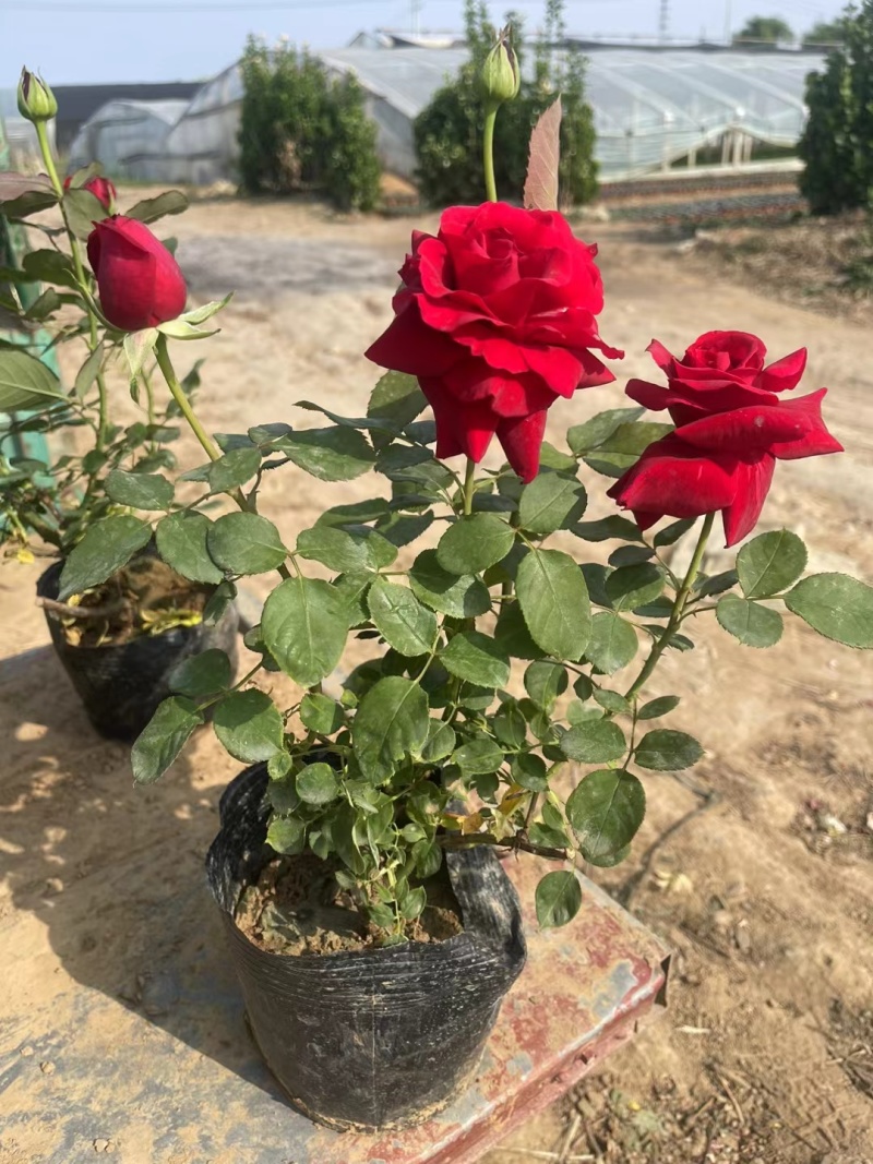 月季，红帽月季，丰花月季，地被月季，品种月季，基地直销