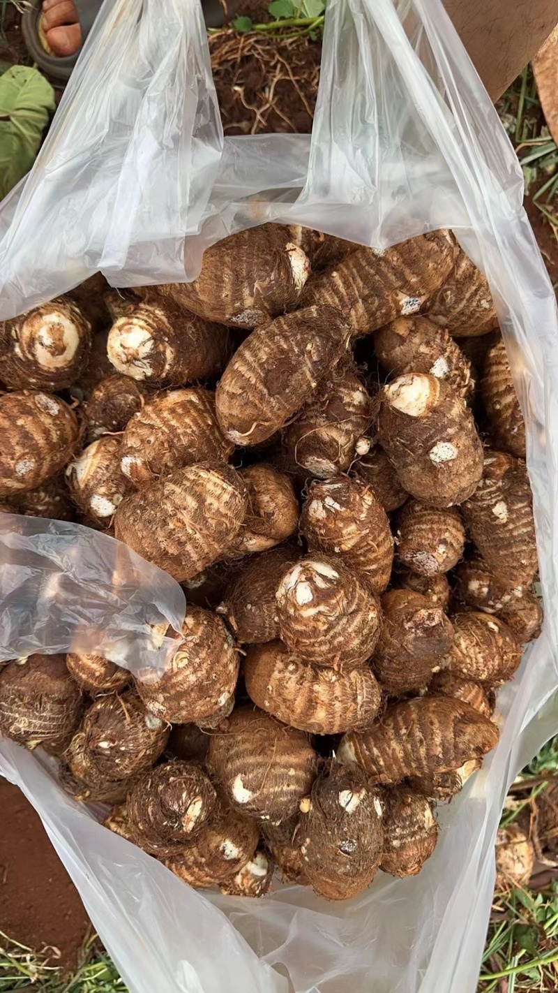 云南芋头毛芋头规格齐全量大从优实力代发全国联系