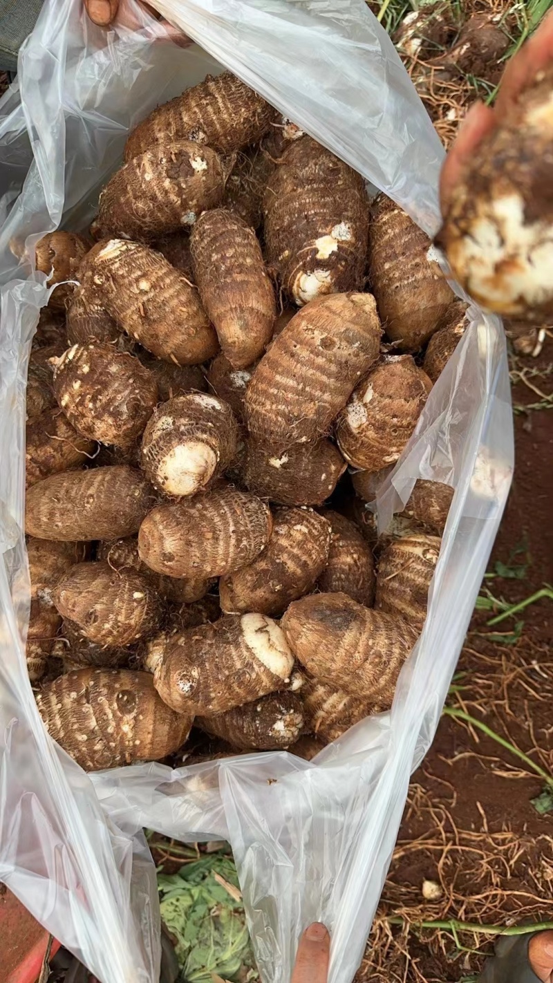 云南芋头毛芋头规格齐全量大从优实力代发全国联系