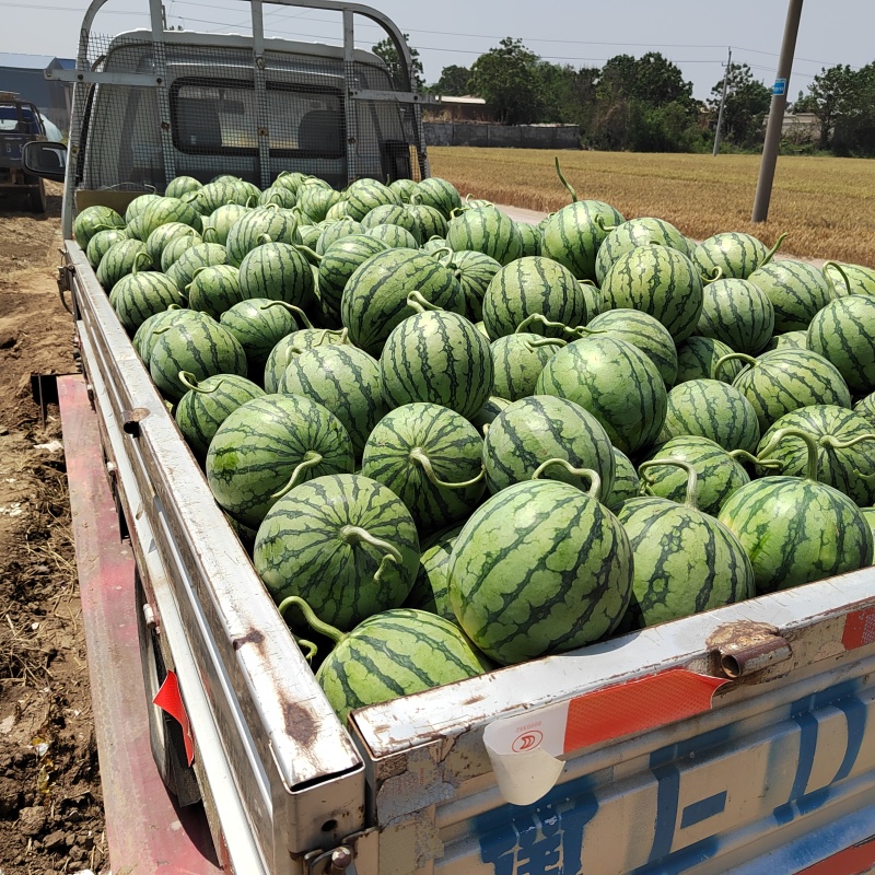 蜜童无籽西瓜大量上市，个头匀称，果型漂亮，口感特别好