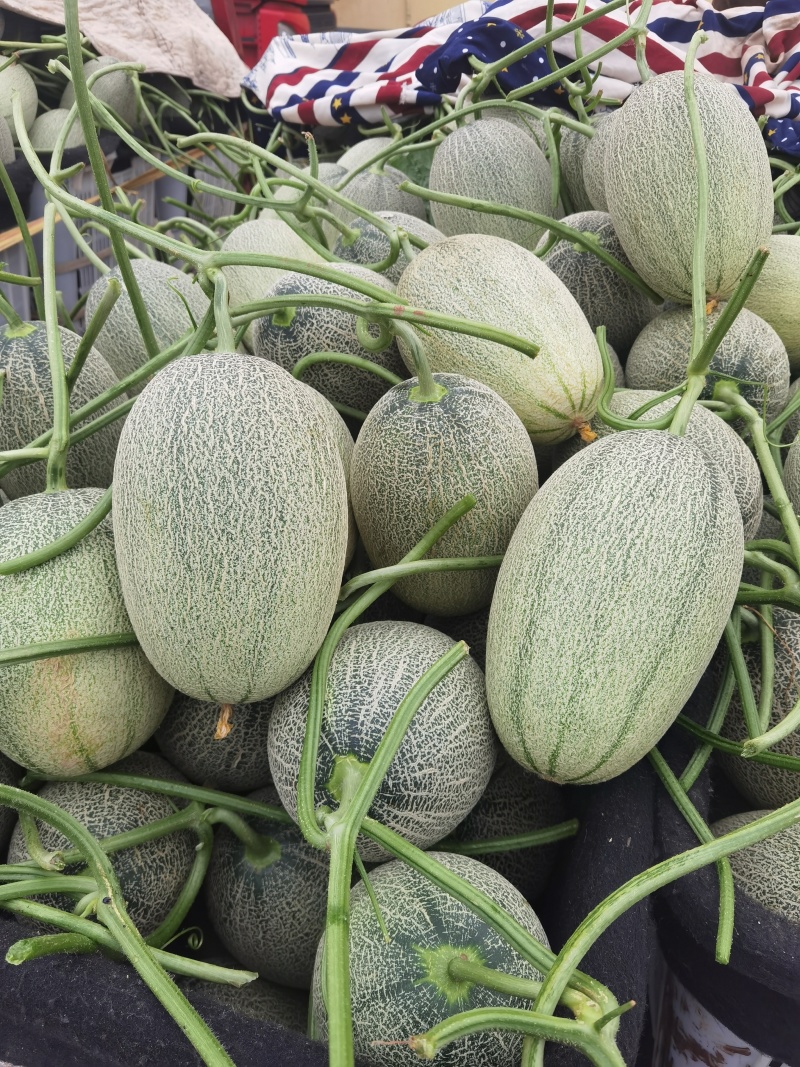 哈密瓜小蜜二五