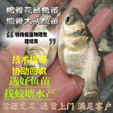 缩骨鳙鱼苗缩骨花鲢、大头疾病很少性情温驯筛好发货