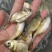 缩骨鳙鱼苗缩骨花鲢、大头疾病很少性情温驯筛好发货