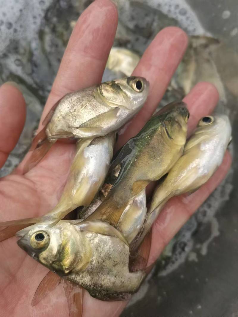 缩骨鳙鱼苗缩骨花鲢、大头疾病很少性情温驯筛好发货