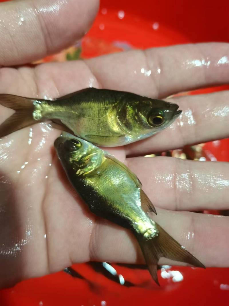 缩骨鳙鱼苗缩骨花鲢、大头疾病很少性情温驯筛好发货