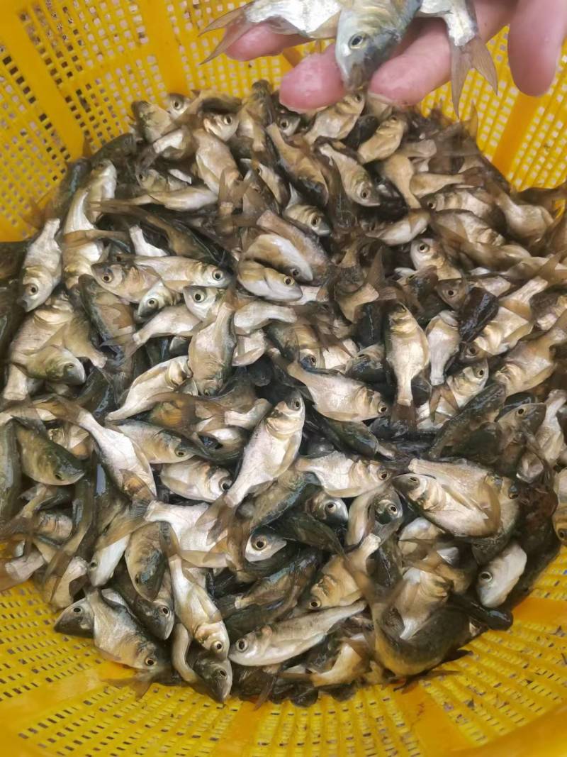 缩骨鳙鱼苗缩骨花鲢、大头疾病很少性情温驯筛好发货