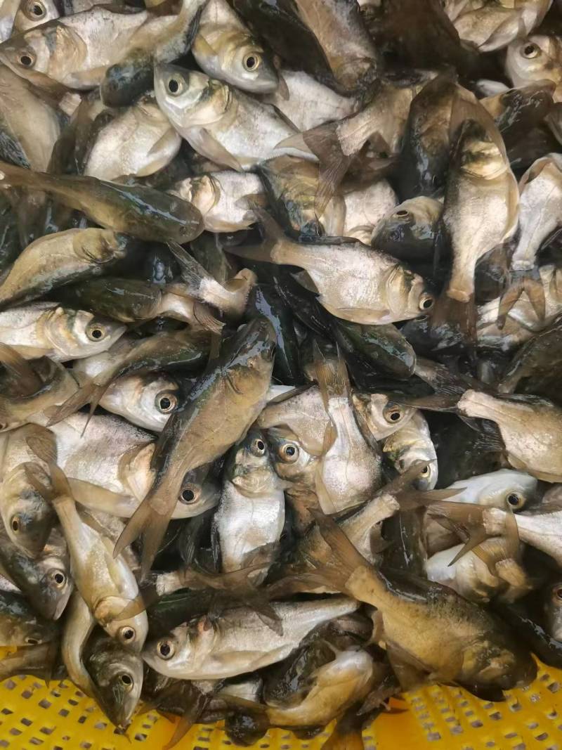 缩骨鳙鱼苗缩骨花鲢、大头疾病很少性情温驯筛好发货