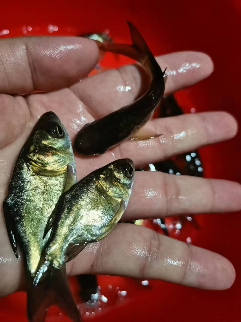缩骨鳙鱼苗缩骨花鲢、大头疾病很少性情温驯筛好发货