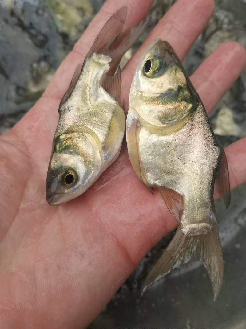 缩骨鳙鱼苗缩骨花鲢、大头疾病很少性情温驯筛好发货