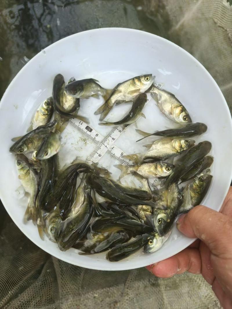 缩骨鳙鱼苗缩骨花鲢、大头疾病很少性情温驯筛好发货