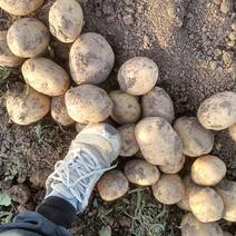 土豆种植基地