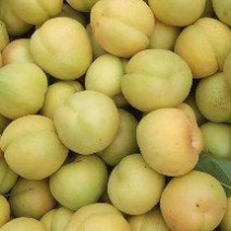精品香白杏