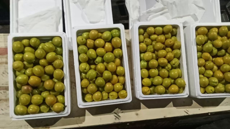 露天珍珠油杏今年结的特别好个头大色泽鲜艳口感好