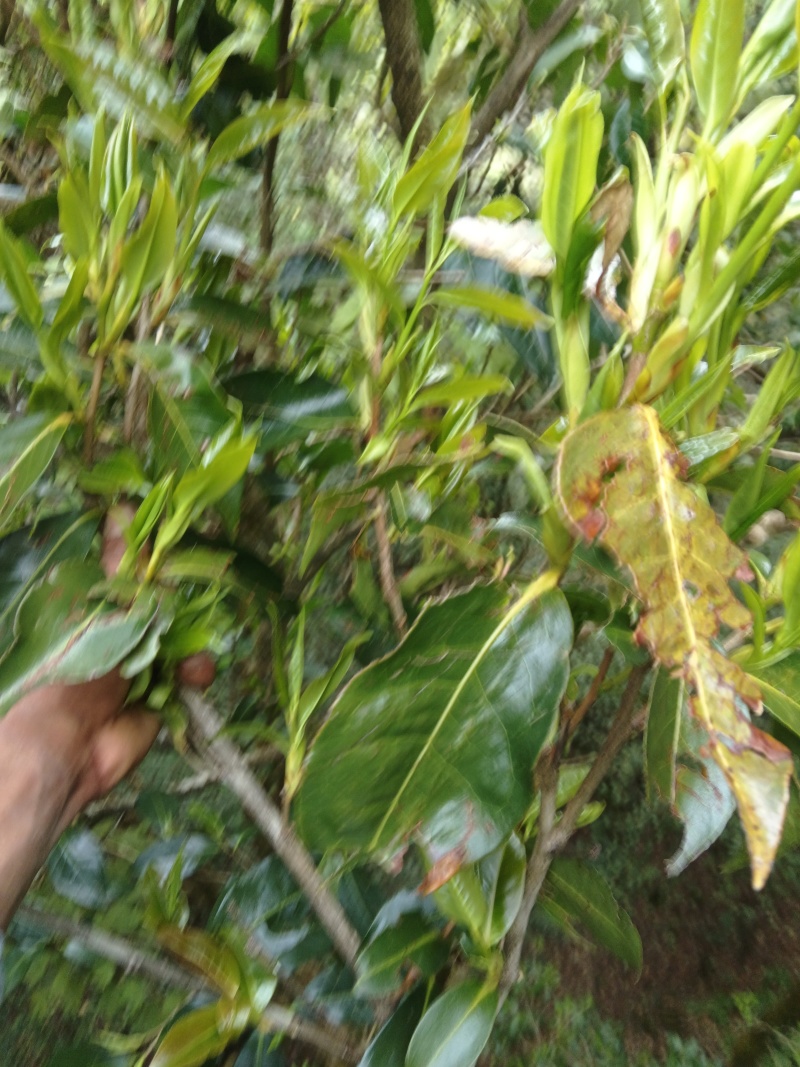 野生古树红茶