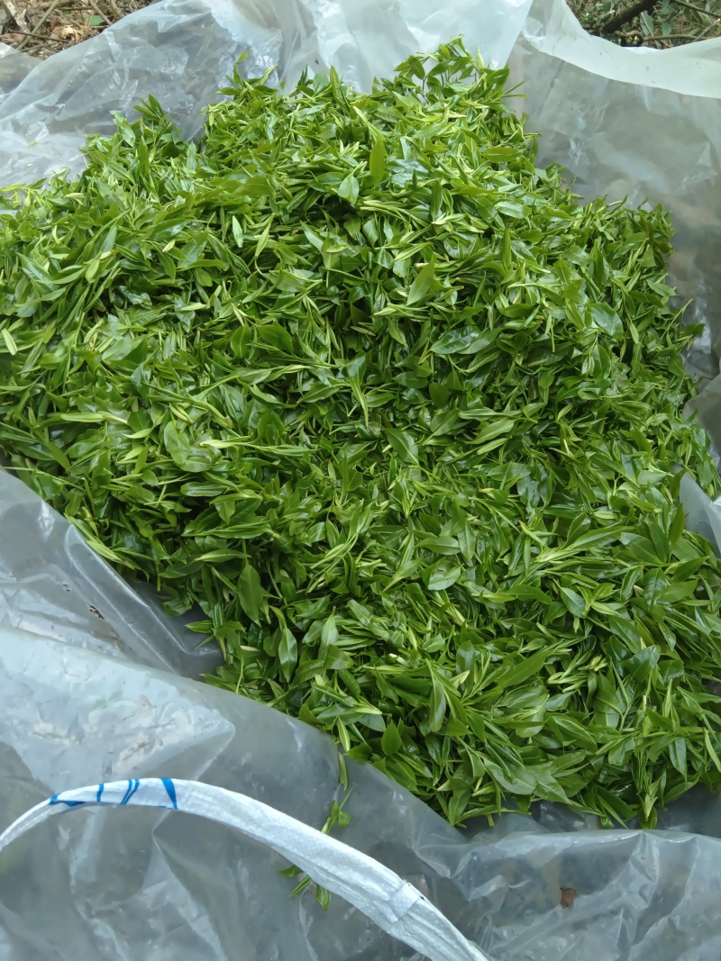 野生古树红茶