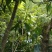 野生古树红茶