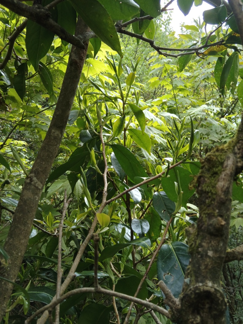 野生古树红茶