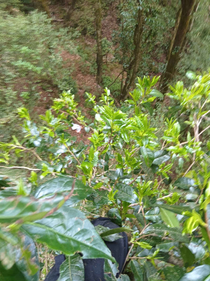 野生古树红茶