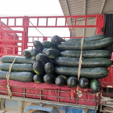 黑皮冬瓜、大小均匀、色泽光亮产地直销质量保证30斤以
