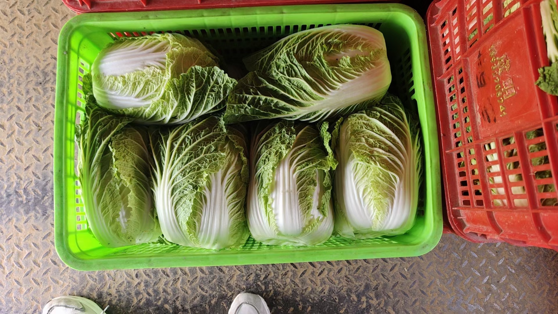 展示多款不同规格的黄心白菜精品包装盒,背景为超市货架或电商仓库场景 黄心白菜精品包装展示