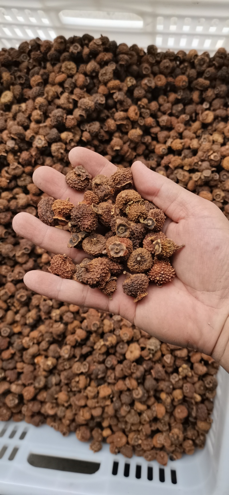 【强烈推荐】刺梨干，干果2025年新货，，自然晾晒一手货
