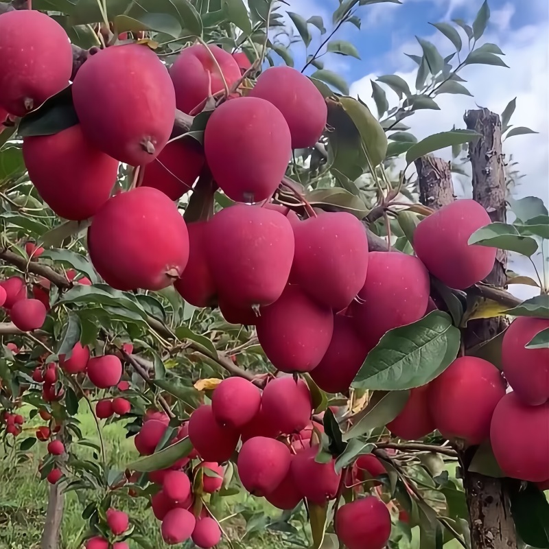 鸡心果树苗品种纯真基地现起现发货根系发达成活率高