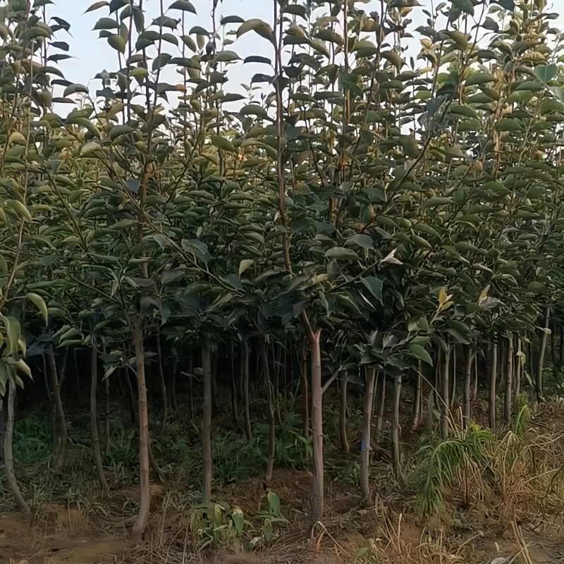 鸡心果树苗品种纯真基地现起现发货根系发达成活率高