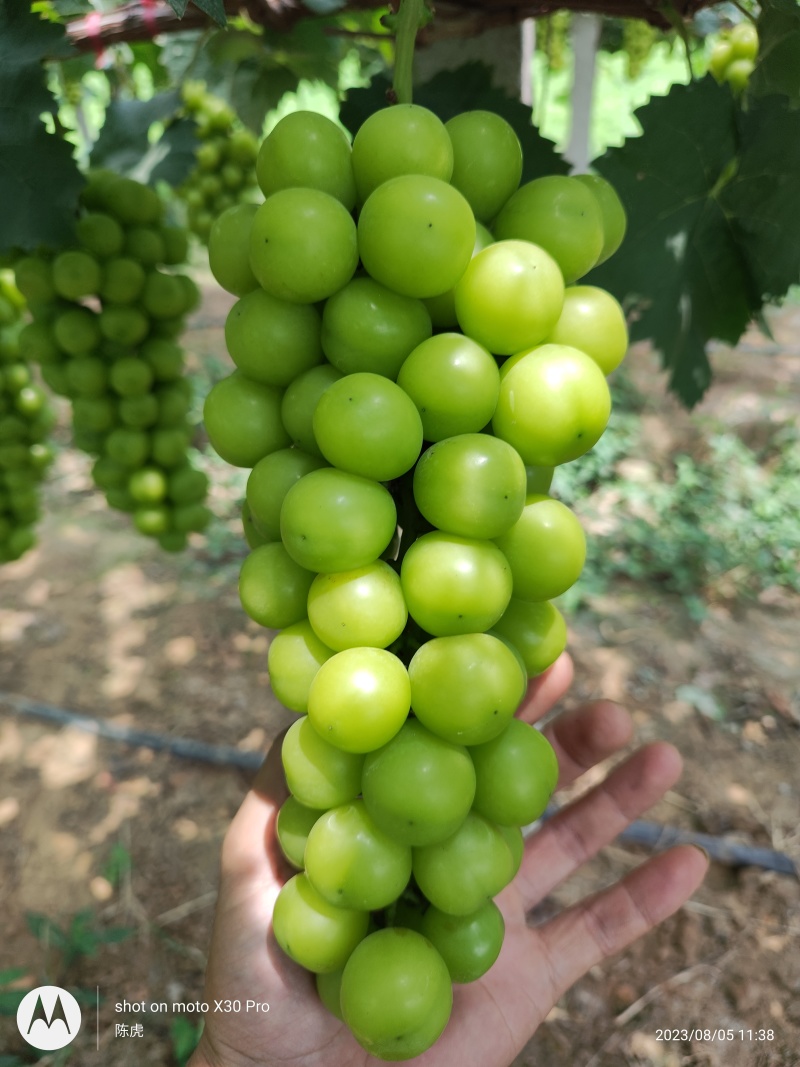 夏黑葡萄
