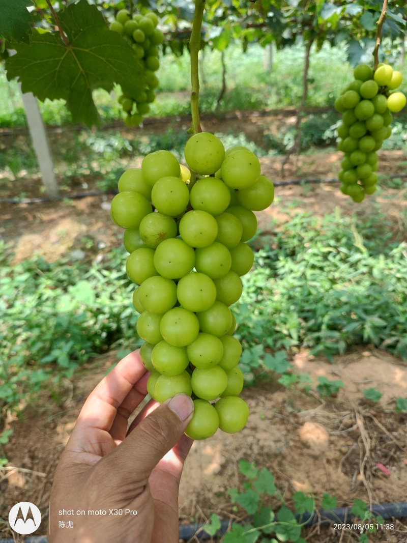 夏黑葡萄