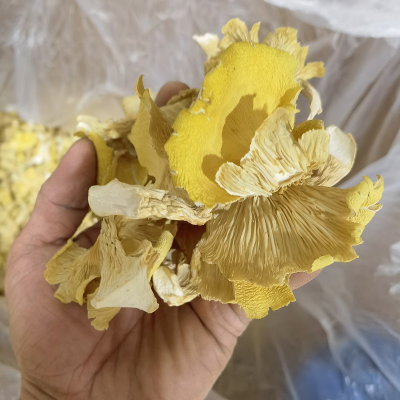 鸡油菌鸡油黄喻黄菇产地直销一手货源全国供应