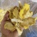 鸡油菌鸡油黄喻黄菇产地直销一手货源全国供应