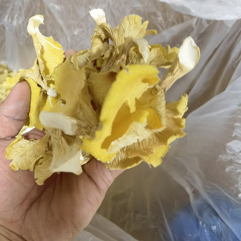 鸡油菌鸡油黄喻黄菇产地直销一手货源全国供应