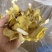 鸡油菌鸡油黄喻黄菇产地直销一手货源全国供应