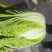 临洮黄心白菜大量供应，货源充足，价格合适
