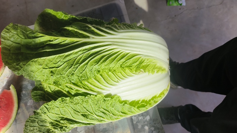 临洮黄心白菜大量供应，货源充足，价格合适