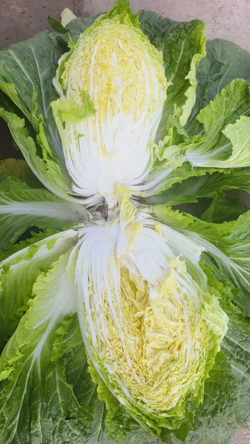 临洮黄心白菜大量供应，货源充足，价格合适
