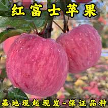 红富士苹果树苗基地现起现发耐寒品种苹果树苗辽宁果树苗