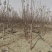 众成一号全红富士苹果苗品种纯真基地现起现发成活率高