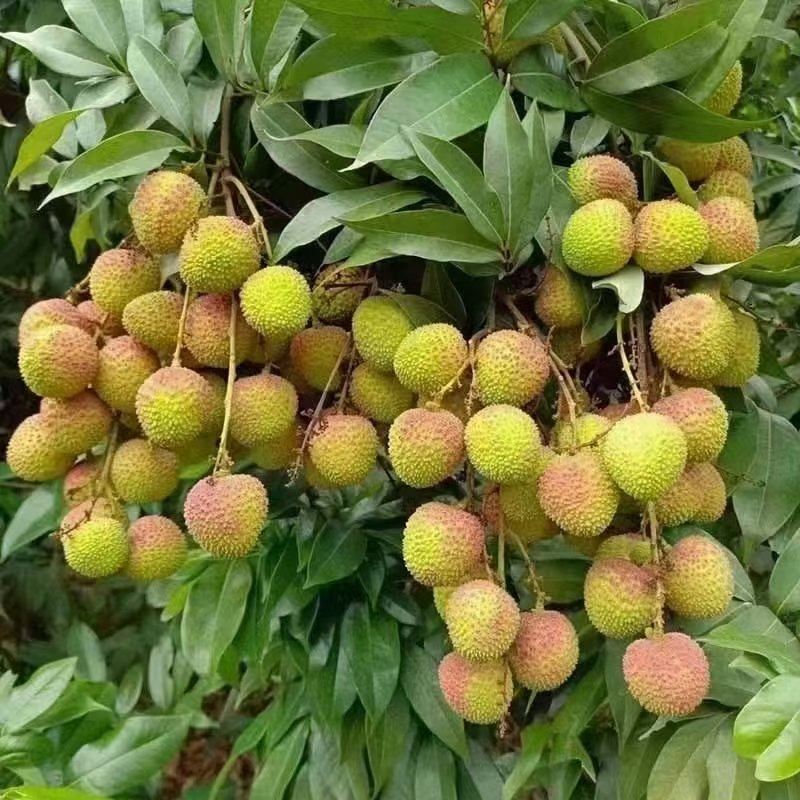 灵山荔枝批发零售